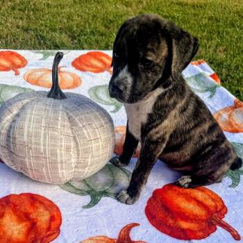 Layla -  Bulldog and Mixed Breed Dog for Adoption in Blairstown, New Jersey - Layla | PetCurious