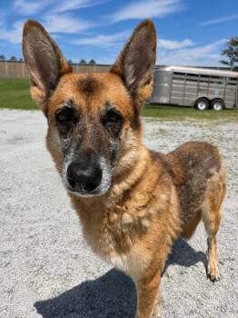 Cherokee -  German Shepherd Dog Dog for Adoption in Winnsboro, South Carolina - Cherokee | PetCurious