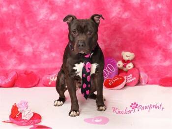 Labrador Retriever and Mixed Breed Dogs Available for Adoption - WAUSSA | PetCurious