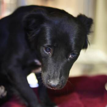 Border Collie Dogs Available for Adoption - MOXIE | PetCurious