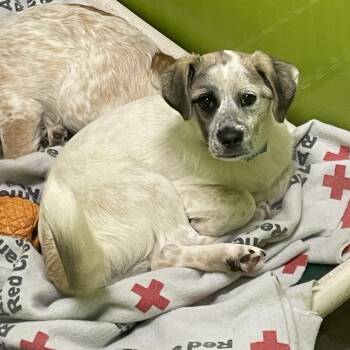 Australian Cattle Dog Blue Heeler and Mixed Breed Dogs Available for Adoption - Clouse | PetCurious