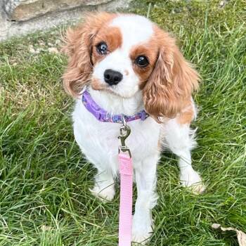 Cavalier King Charles Spaniel Dogs Available for Adoption in Cincinnati, Ohio - Rue | PetCurious