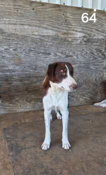 Rescue Border Collie Dogs for Adoption in The Woodlands, Texas - Marcy (64) | PetCurious