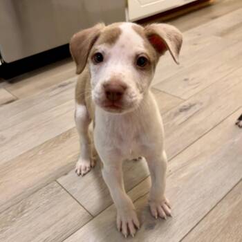 Heath -  Mixed Breed Dog for Adoption in Durham, North Carolina - Heath | PetCurious