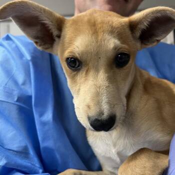 Rapunzel -  Mixed Breed Dog for Adoption in Moab, Utah - Rapunzel | PetCurious
