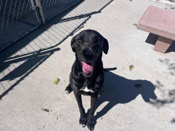 Labrador Retriever and Great Dane Dogs Available for Adoption - Moses | PetCurious