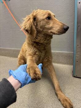 AZAYLAH ROSE -  Labrador Retriever and Mixed Breed Dog for Adoption in Las Vegas, Nevada - AZAYLAH ROSE | PetCurious