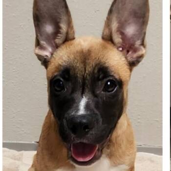 857 (2026) Scar -  Belgian Shepherd Malinois and French Bulldog Dog for Adoption in Parker, Colorado - 857 (2026) Scar | PetCurious