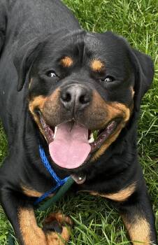 Rottweiler Dogs Available for Adoption in Mooresville, North Carolina - Benson | PetCurious