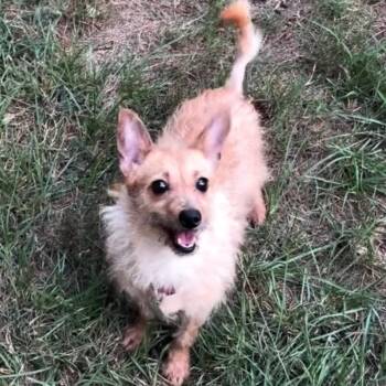 Eevee -  Miniature Dachshund and Mixed Breed Dog for Adoption in Durham, North Carolina - Eevee | PetCurious