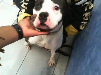 ACE -  American Staffordshire Terrier Dog for Adoption in Charlotte, North Carolina - ACE | PetCurious