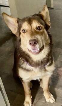 Shepherd Dogs Available for Adoption - Bear | PetCurious