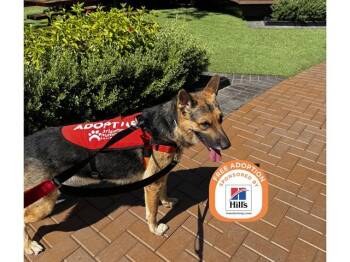 COWBOY -  German Shepherd Dog Dog for Adoption in Phoenix, Arizona - COWBOY | PetCurious