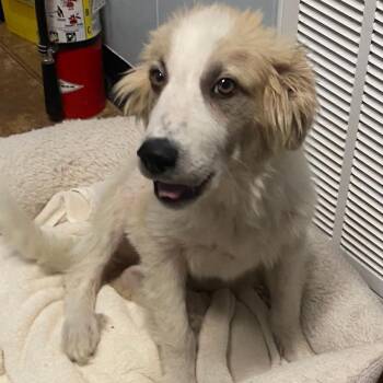 Oliver -  Australian Shepherd and Great Pyrenees Dog for Adoption in Spencer, Indiana - Oliver | PetCurious