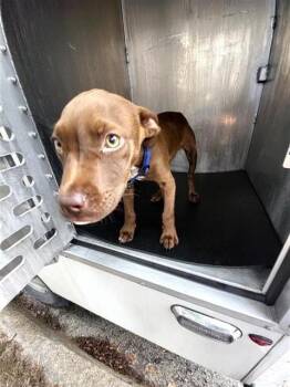 American Staffordshire Terrier Dogs Available for Adoption in San Antonio, Texas - LEWIS | PetCurious