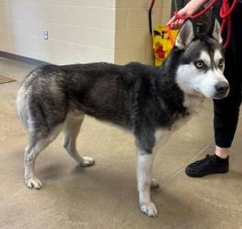 Polaris -  Husky Dog for Adoption in Mason City, Iowa - Polaris | PetCurious