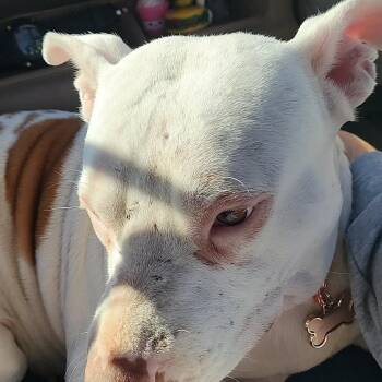 Pit Bull Terrier Dogs Available for Adoption in Dallas, Texas - Moonee | PetCurious