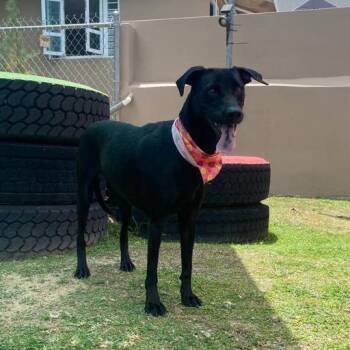 Rescue Black Labrador Retriever Dogs for Adoption in Humacao, Humacao - Sorelle | PetCurious