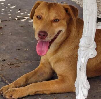 Labrador Retriever Dogs Available for Adoption - Agate | PetCurious