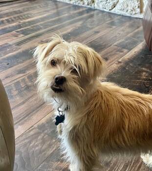 Terrier Dogs Available for Adoption in Bend, Oregon - Una | PetCurious