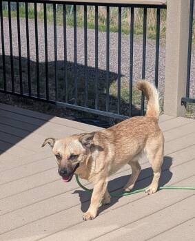 Corvette -  Cardigan Welsh Corgi and German Shepherd Dog Dog for Adoption in Parker, Colorado - Corvette | PetCurious