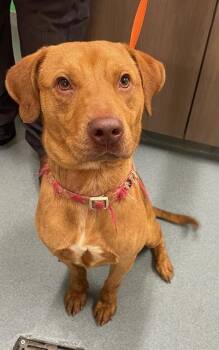 Doberman Pinscher Dogs Available for Adoption in Baytown, Texas - WILLY | PetCurious