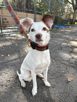 Chihuahua Dogs Available for Adoption - DENISE | PetCurious