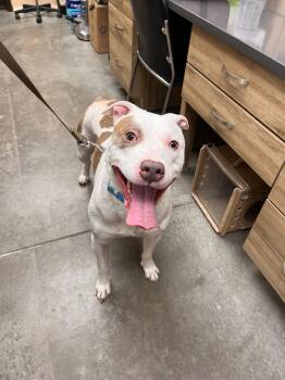 Terrier Dogs Available for Adoption - Billy | PetCurious