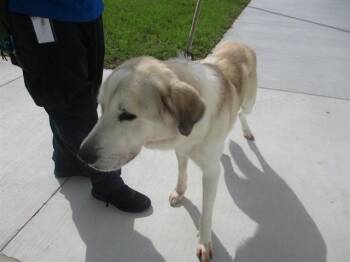 VEGAS -  Great Pyrenees Dog Available for Adoption in Ocala, Florida - VEGAS | PetCurious