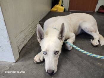 Rescue Siberian Husky and Akita Dogs for Adoption in Santa Cruz, California - MARBLES* | PetCurious