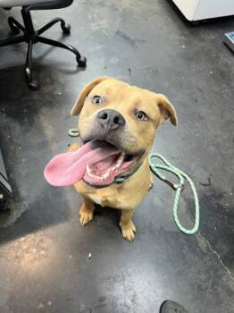 Rescue Mixed Breed Dogs for Adoption in Memphis, Tennessee - Brucer | PetCurious