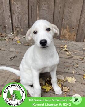 Princess -  Mixed Breed Dog for Adoption in Stroudsburg, Pennsylvania - Princess | PetCurious