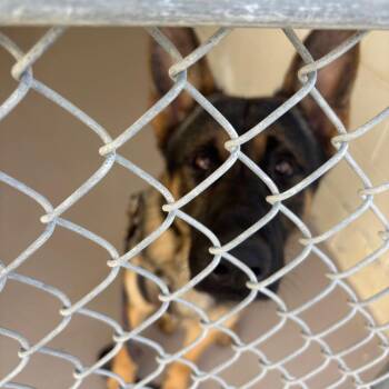 Kaiser -  German Shepherd Dog Dog for Adoption in Newark, New Jersey - Kaiser | PetCurious