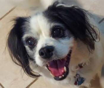 Ariana -  Spaniel and Mixed Breed Dog for Adoption in Oak Creek, Wisconsin - Ariana | PetCurious