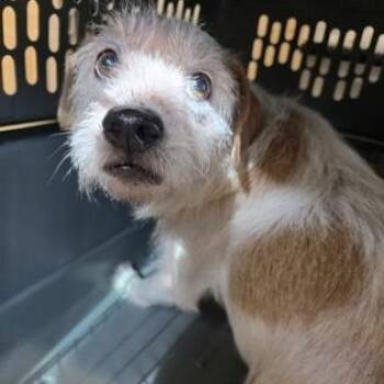 LARRY -  Mixed Breed Dog for Adoption in Fernandina Beach, Florida - LARRY | PetCurious