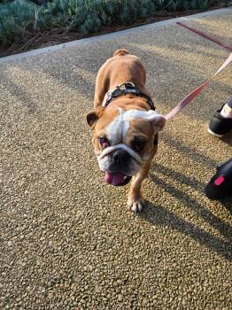 English Bulldog Dogs Available for Adoption in San Rafael, California - Missy | PetCurious