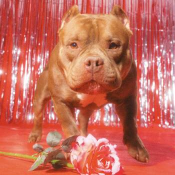Bulldog Dogs Available for Adoption - Big Mack | PetCurious