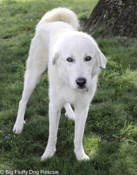Rescue Great Pyrenees and Akbash Dogs for Adoption in Nashville, Tennessee - William | PetCurious