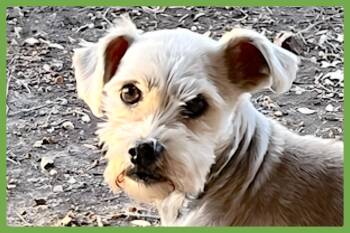 Schnauzer and Shih Tzu Dogs Available for Adoption - Frankie | PetCurious