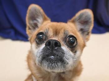Crumble -  Chihuahua and Pug Dog for Adoption in Portland, Oregon - Crumble | PetCurious