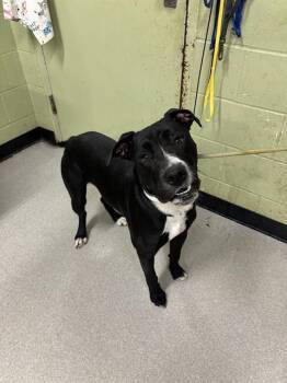 Rescue Pit Bull Terrier Dogs for Adoption in Indianapolis, Indiana - PIG | PetCurious