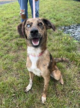 Catahoula Leopard Dog and Beagle Dogs Available for Adoption in Leesburg, Virginia - BEA | PetCurious