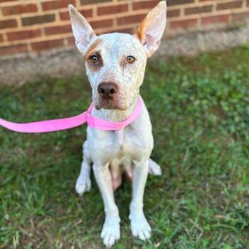 Kimberly -  Cattle Dog and Mixed Breed Dog for Adoption in Fairfax Station, Virginia - Kimberly | PetCurious