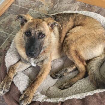 Rescue Border Collie Dogs for Adoption in Tipton, Iowa - Abby | PetCurious