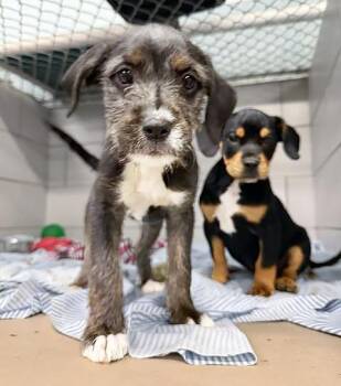 Mixed Breed Dogs Available for Adoption in Nashville, Tennessee - Wing Ding | PetCurious