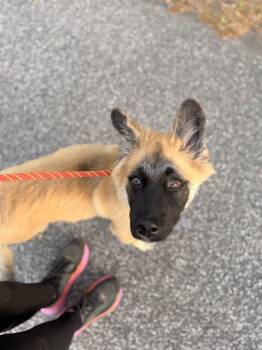 Belgian Shepherd Malinois Dogs Available for Adoption in Parrish, Florida - Arley | PetCurious