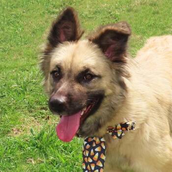 Jamie Lee -  German Shepherd Dog and Mixed Breed Dog for Adoption in Wadena, Minnesota - Jamie Lee | PetCurious
