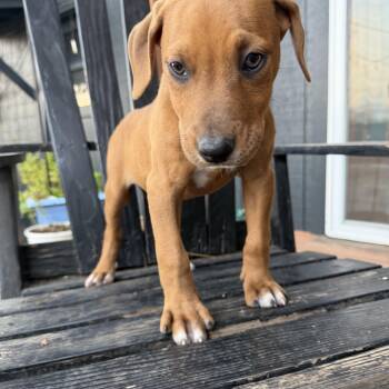 Matilda -  Pit Bull Terrier Dog for Adoption in Eugene, Oregon - Matilda | PetCurious