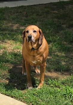 Clyde -  Redbone Coonhound Dog for Adoption in Stanley, Virginia - Clyde | PetCurious
