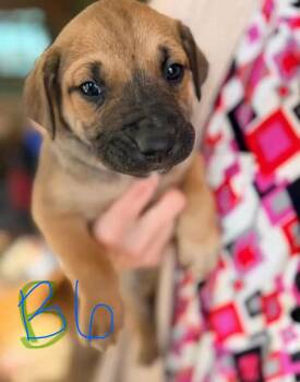 Mastiff and Shepherd Dogs Available for Adoption - Deen | PetCurious